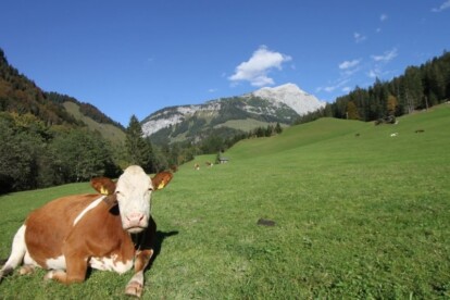 Help een koe op mijn pad! Update uit het Salzburgerland