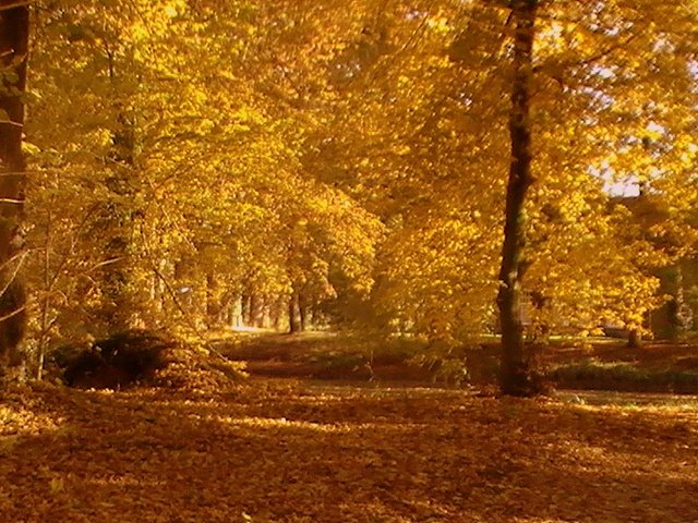 de bomen kleuren prachtig, maar de bladeren vallen nu snel. Deze foto werd gemaakt door Anja Trooster.