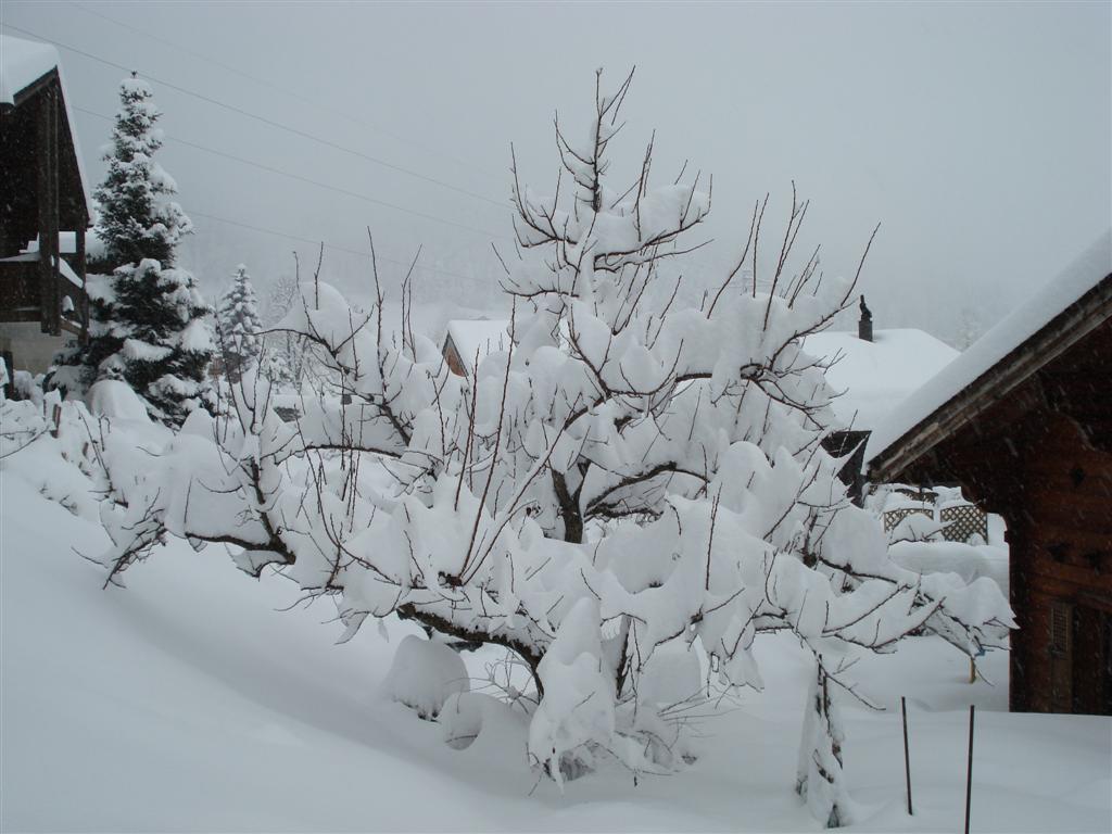 Alpen -  Vooraankondiging winterweer en Nordstau sneeuwdump